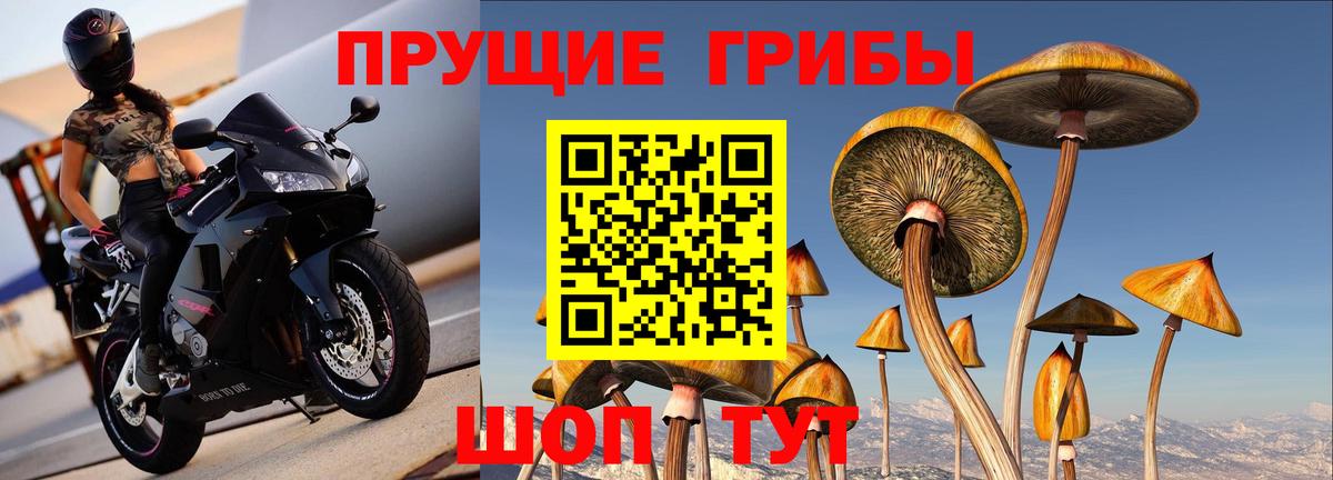 Галлюциногенные грибы Psilocybine cubensis Магнитогорск